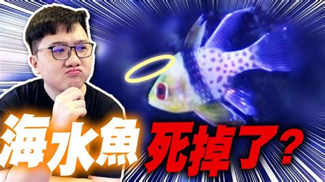 魚死掉怎麼處理|死了魚怎麼處理遺體，魚死了怎麼辦